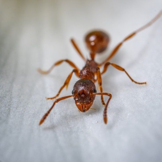 Field Ants, Pest Control in Richmond Hill, Richmond Park, TW10. Call Now! 020 8166 9746
