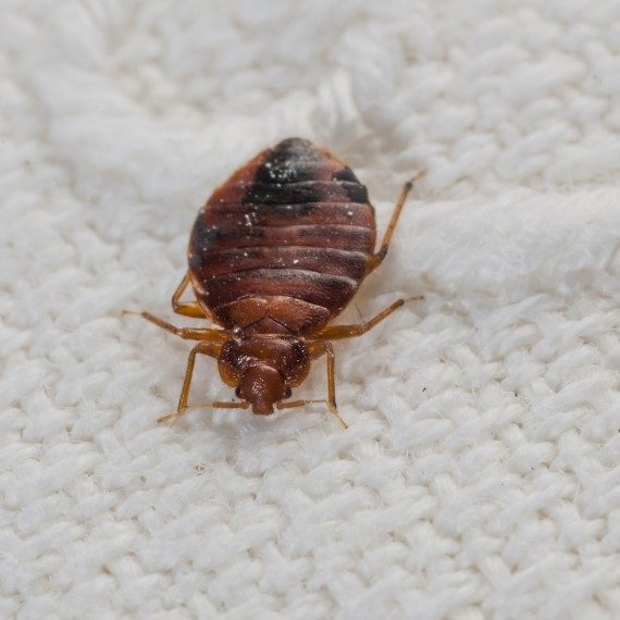 Bed Bugs, Pest Control in Richmond Hill, Richmond Park, TW10. Call Now! 020 8166 9746