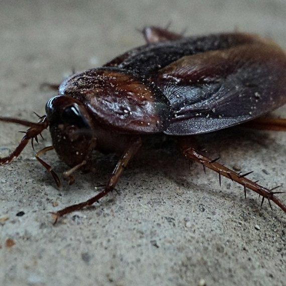 Cockroaches, Pest Control in Richmond Hill, Richmond Park, TW10. Call Now! 020 8166 9746