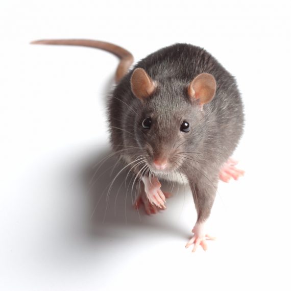 Rats, Pest Control in Richmond Hill, Richmond Park, TW10. Call Now! 020 8166 9746