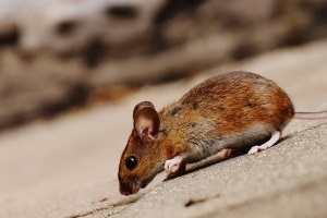 Mouse extermination, Pest Control in Richmond Hill, Richmond Park, TW10. Call Now 020 8166 9746