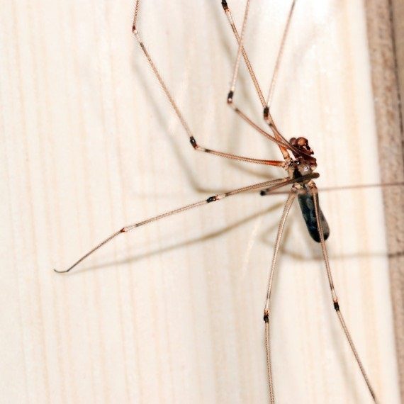 Spiders, Pest Control in Richmond Hill, Richmond Park, TW10. Call Now! 020 8166 9746