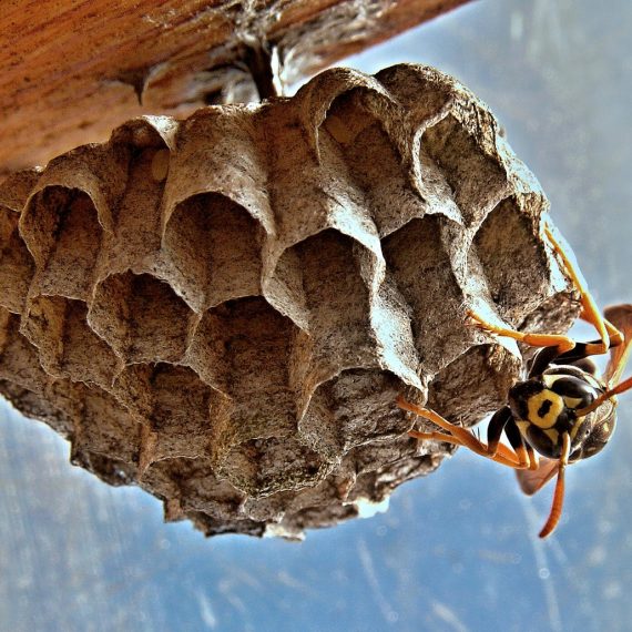 Wasps Nest, Pest Control in Richmond Hill, Richmond Park, TW10. Call Now! 020 8166 9746