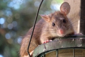 Rat Infestation, Pest Control in Richmond Hill, Richmond Park, TW10. Call Now 020 8166 9746