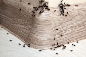 Ant Control, Pest Control in Richmond Hill, Richmond Park, TW10. Call Now 020 8166 9746