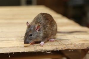 Rodent Control, Pest Control in Richmond Hill, Richmond Park, TW10. Call Now 020 8166 9746