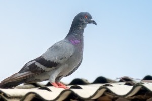 Pigeon Control, Pest Control in Richmond Hill, Richmond Park, TW10. Call Now 020 8166 9746